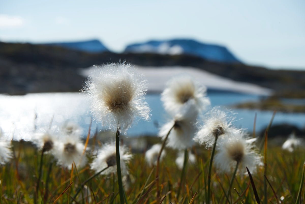 Emil: A Journey into the Earnest Spirit of Nordic Tradition - Oli Prik Copenhagen