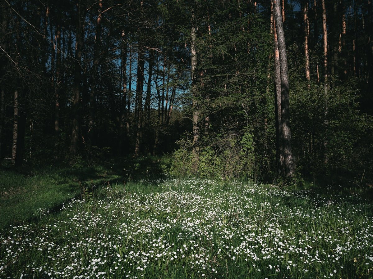 Elsa: Exploring Nordic Glacial Beauty and Hope Meshed Within This Enchanting Name - Oli Prik Copenhagen