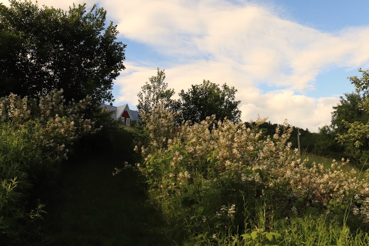 Kajsa: Uncovering the Purely Playful Soul of This Swedish Cultivation - Oli Prik Copenhagen