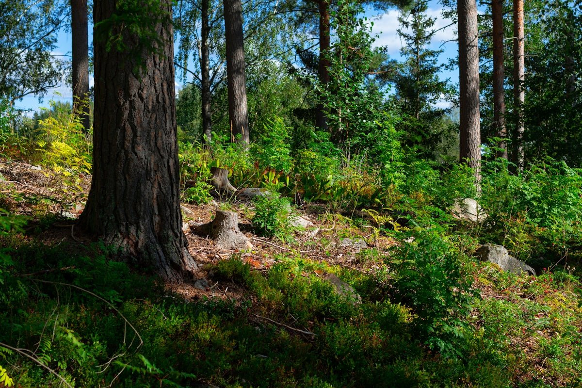 Frode: Embracing Knowledge and Peace Through Scandinavian Tales - Oli Prik Copenhagen