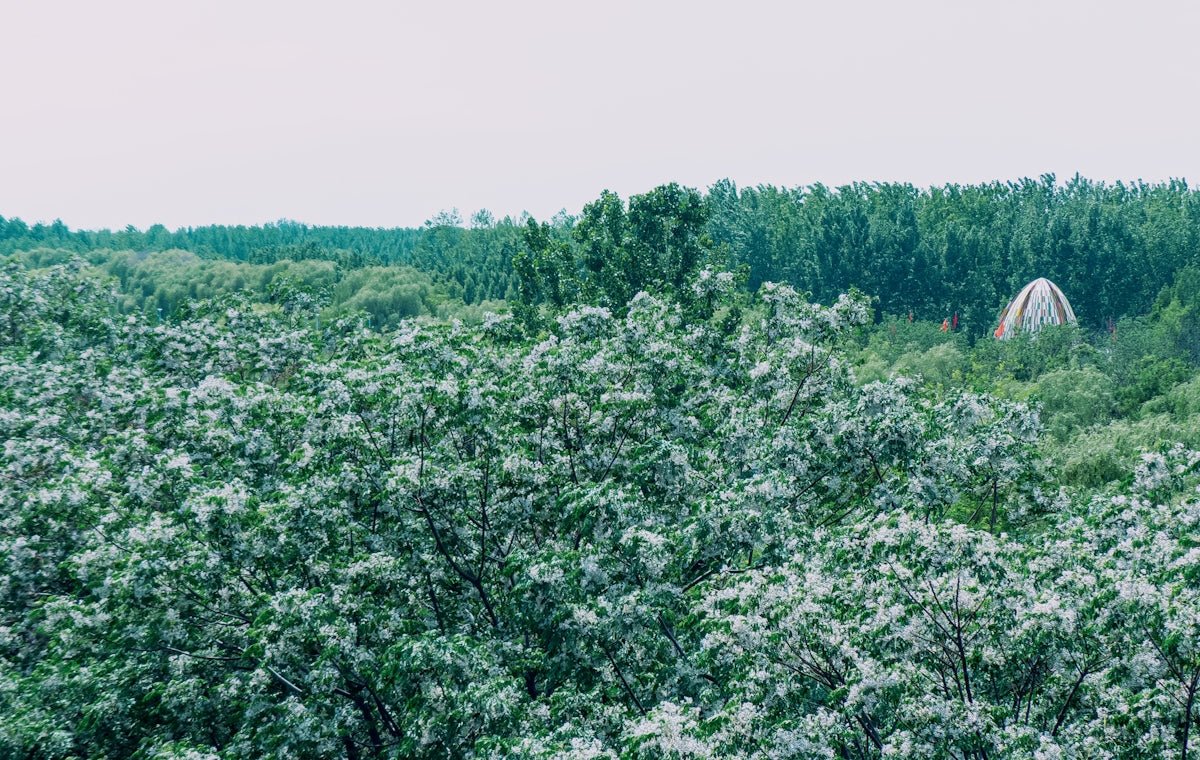 Alva: Wandering into the Sublime Magic and Allure of This Swedish Name - Oli Prik Copenhagen
